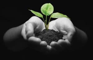 Hands holding sapling in soil