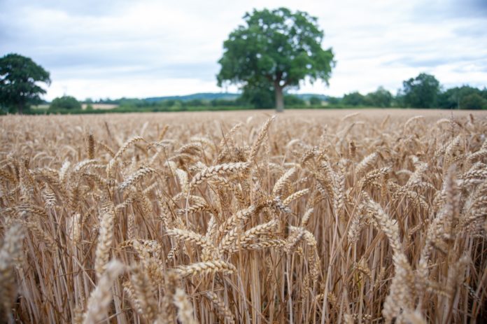 Arable