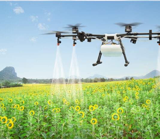 Agriculture drone spraying water fertiliser on the sunflower field